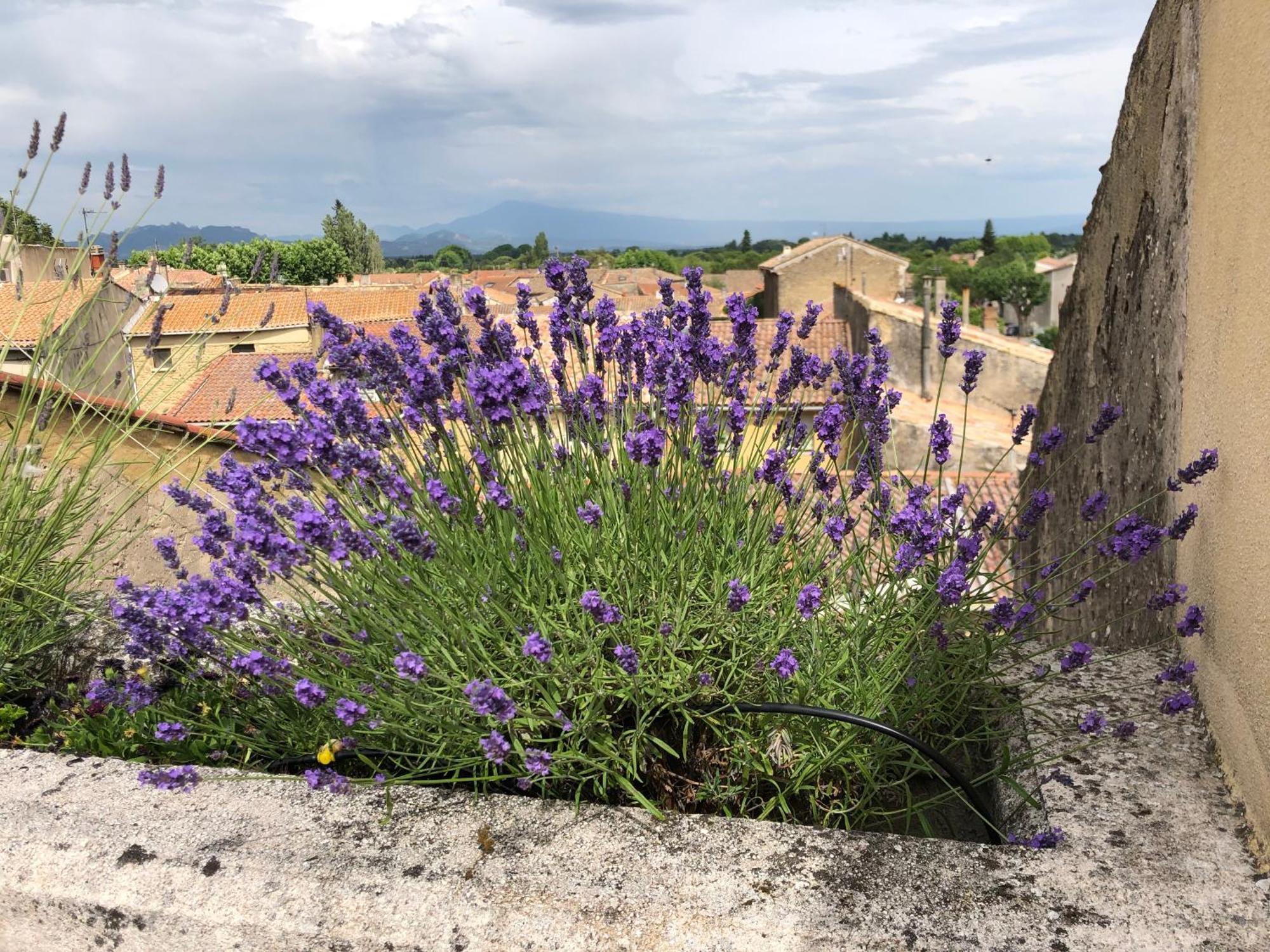 Entre Vignes Et Dentelles Hotel Courthezon Ngoại thất bức ảnh